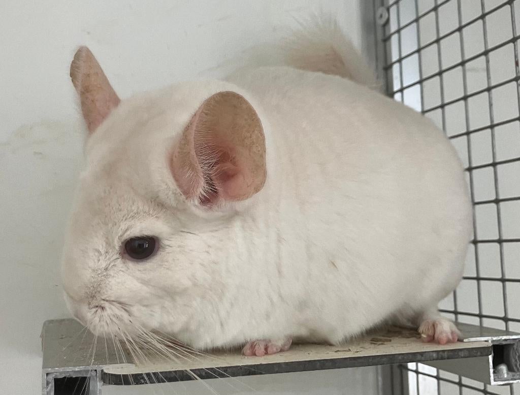 lingot doré chinchilla femelle, Chinchilla, Domestique, Juillet, Femelle