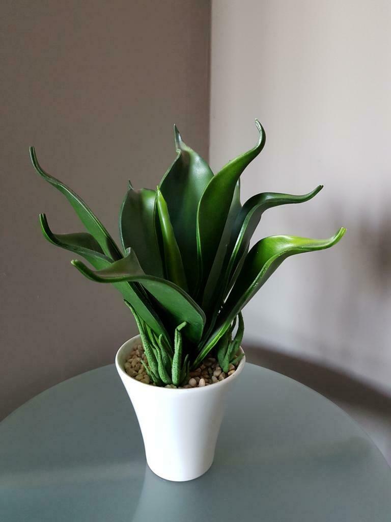 Namaak vetplant, Ophalen, Minder dan 100 cm