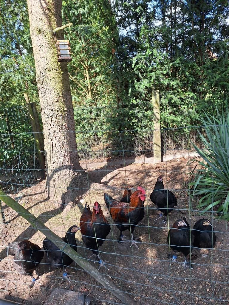 Broedeieren van marans zwart koprhals