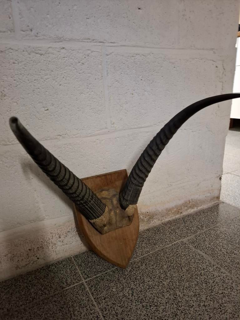 Gewei antilope/gemsbok, Ophalen