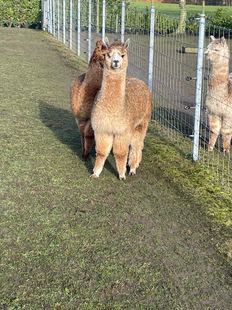 Alpaca hengstjes, Maart, Mannelijk