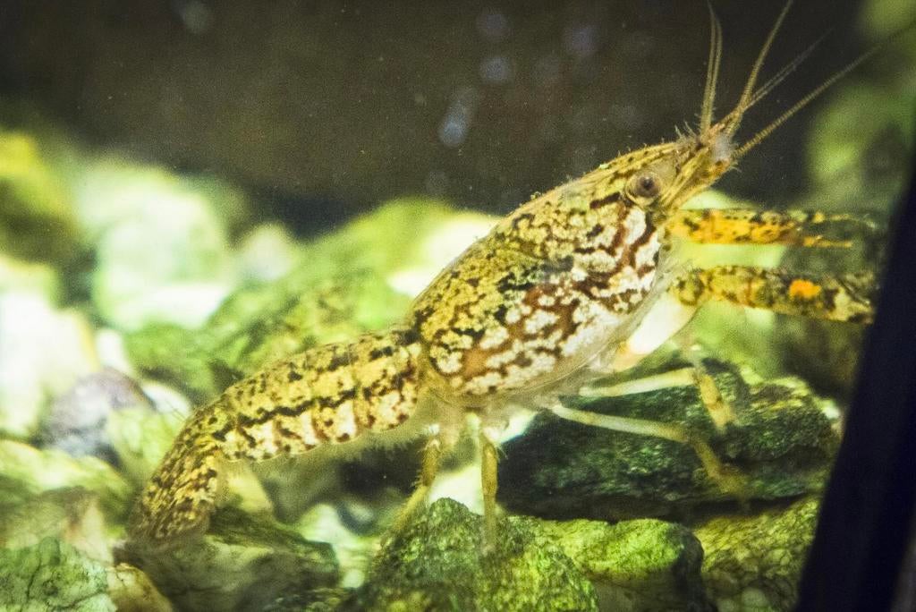 Marmer kreeften, Dieren en Toebehoren