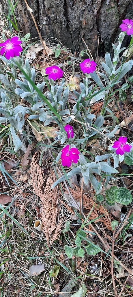 Bloemen en plantjes prikneus, Ophalen