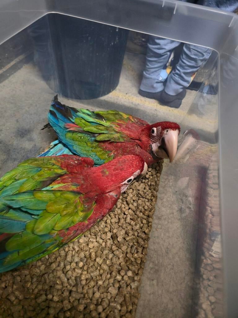 Ara chloroptère, Plusieurs animaux, Perroquet, Domestique