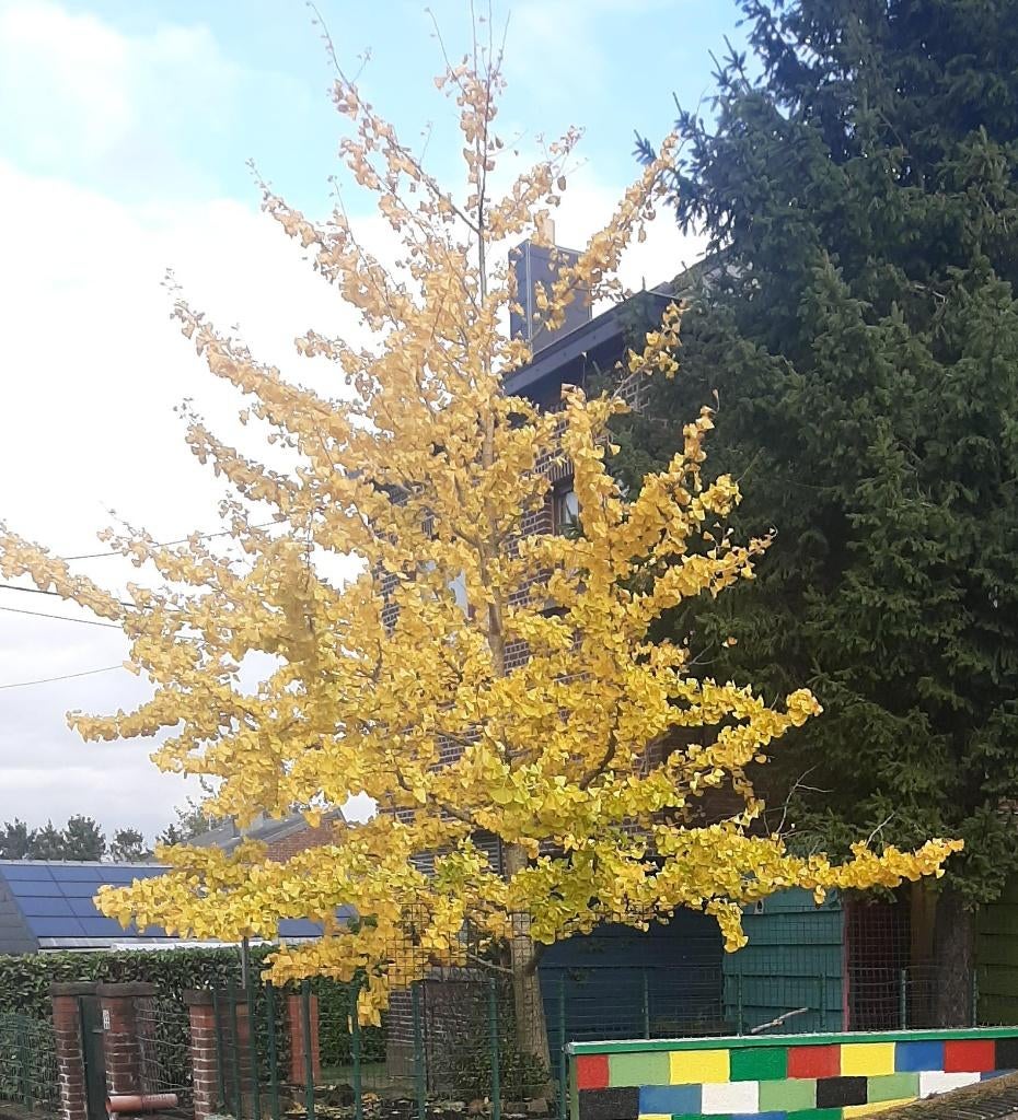 Ginkgo Biloba, Tuin en Terras, Planten | Bomen, Halfschaduw, Overige soorten, 100 tot 250 cm, Ophalen