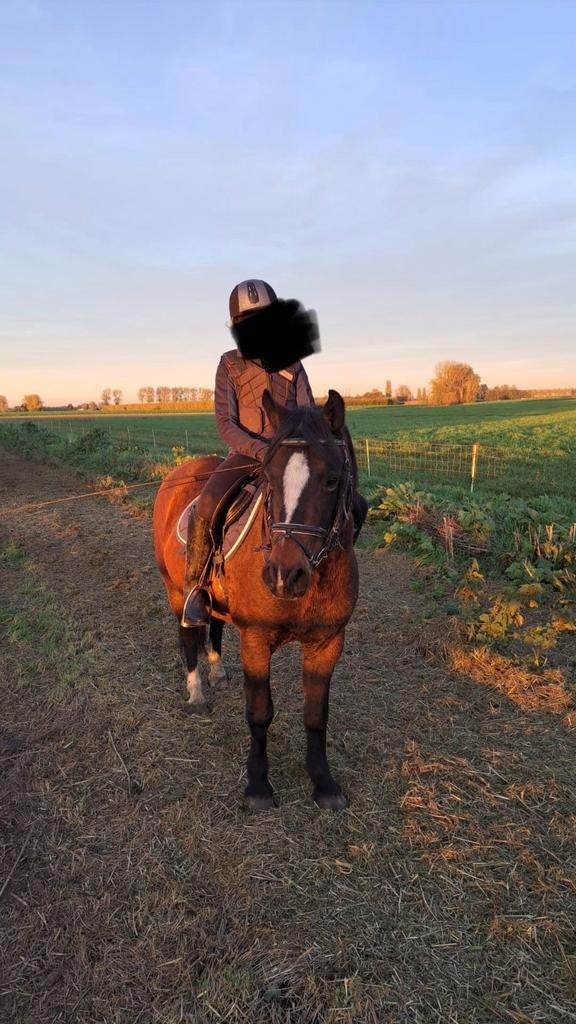 D-pony merrie (super braaf!), Enlèvement