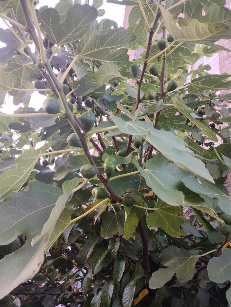 Vijgen struiken brown turkey gestekt, Tuin en Terras, Minder dan 100 cm, Volle zon, In pot, Ophalen of Verzenden