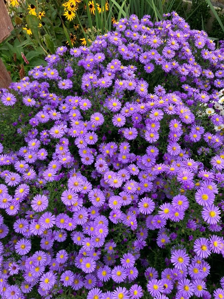 Aster dumosus 'Professor Anton Kippenberg', Tuin en Terras, Vaste plant, Halfschaduw, Herfst, Ophalen