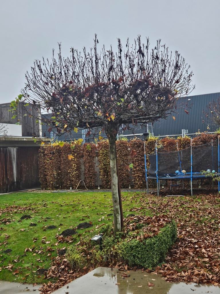 Tuinwerk, Ophalen of Verzenden