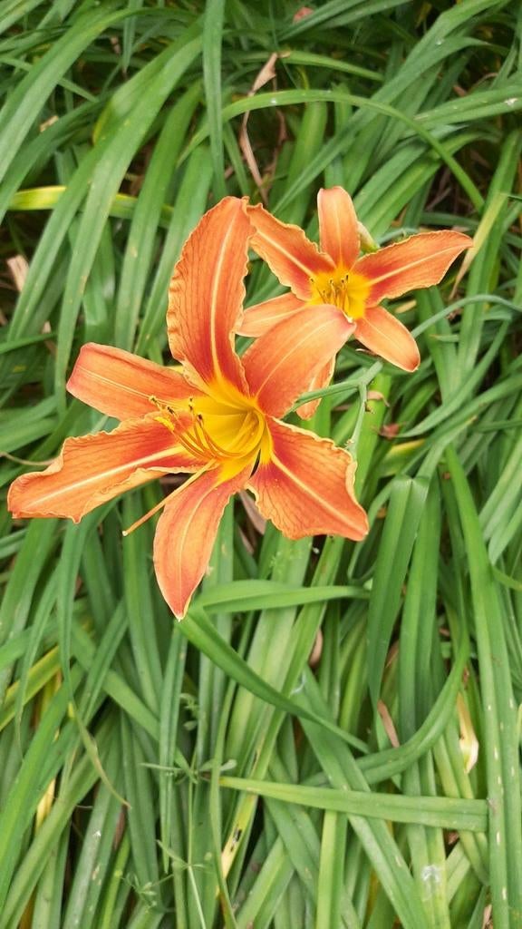 Oranje daglelie, Ophalen