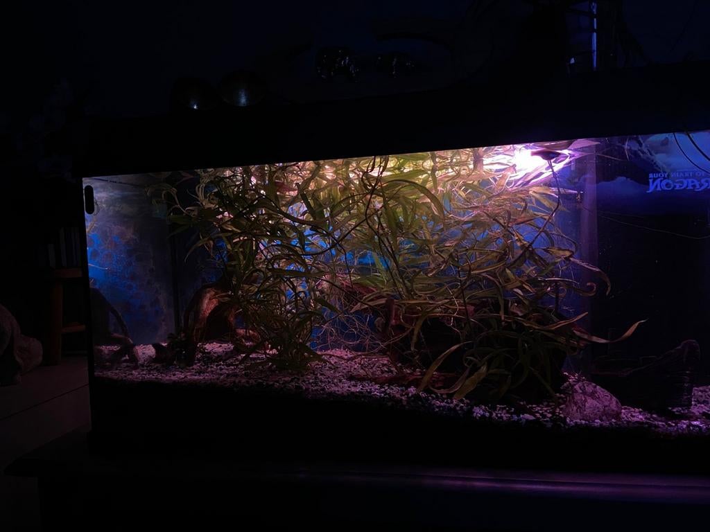 Juwel aquarium 110L, Ophalen, Gebruikt, Gevuld zoetwateraquarium