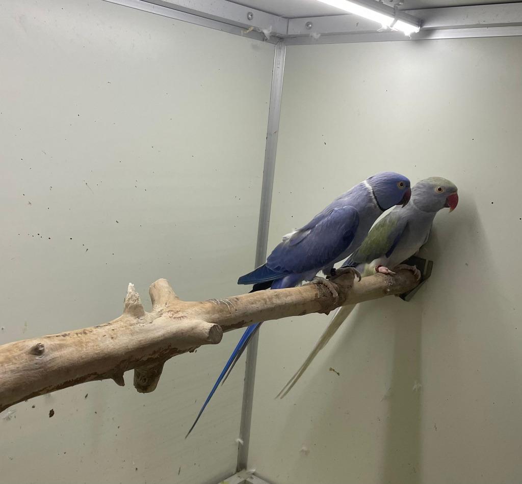 kweekkoppel halsbandparkieten opaline wkws, Papegaai