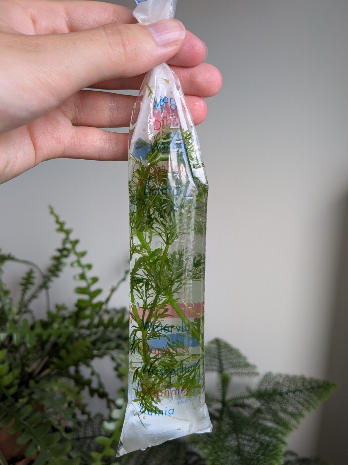 Aquariumplant, Dieren en Toebehoren, Vissen | Aquaria en Toebehoren, Ophalen