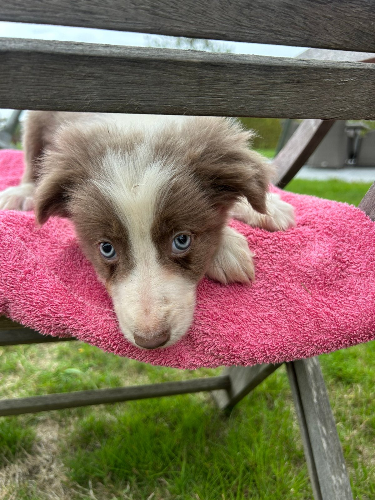 Chiot Border Collie, Maladie de Carré (chiens), 8 à 15 semaines, Colley, Plusieurs