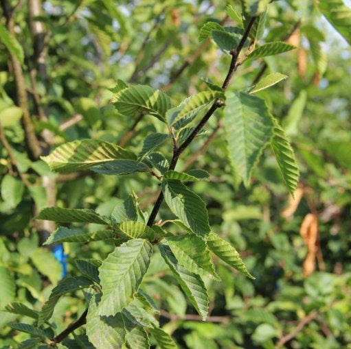 Carpinus betulus haagbeuk 180/200+ met kluit, Ophalen, Haagbeuk