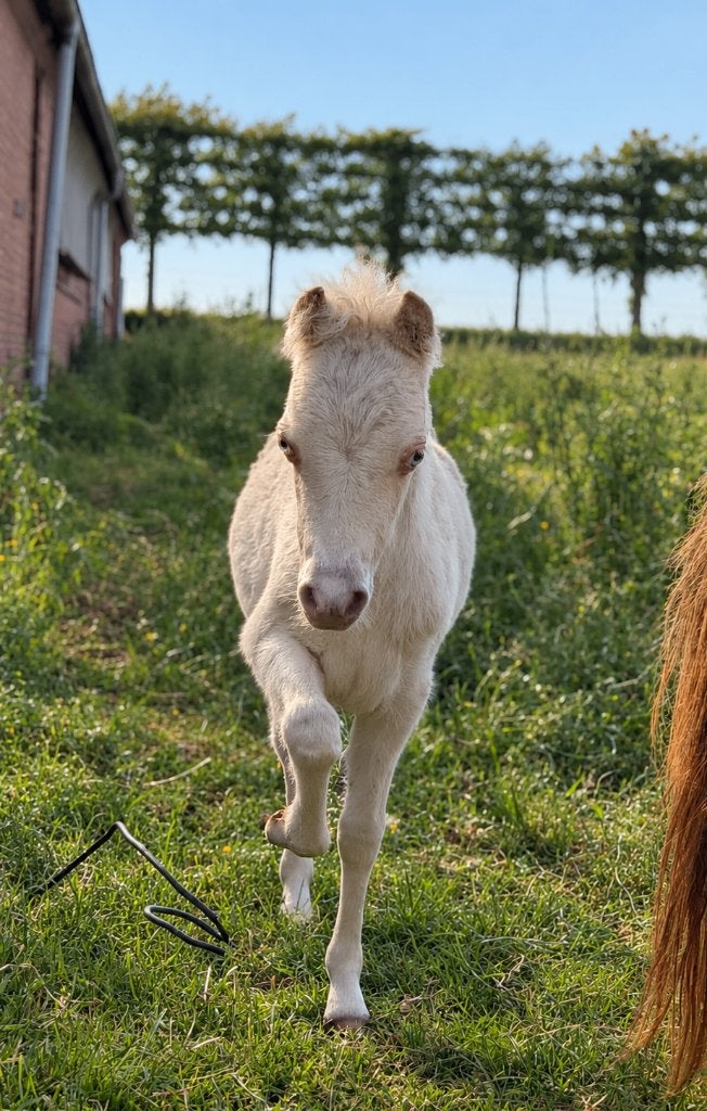 Minipaardjes, NMPRS, AMHA, BMP, Avec pedigree, Poney de récréation, 0 à 2 ans, Ne s'applique pas