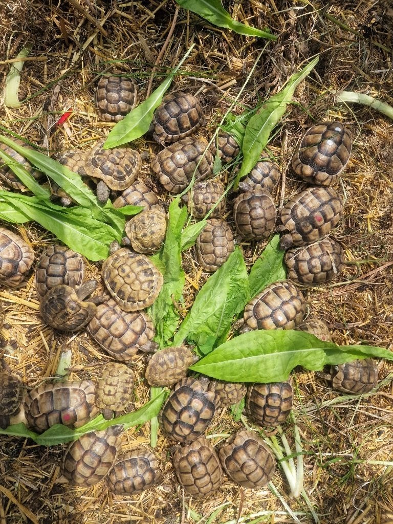 Tortues grecques 85 - 95€, Tortue, 3 à 6 ans