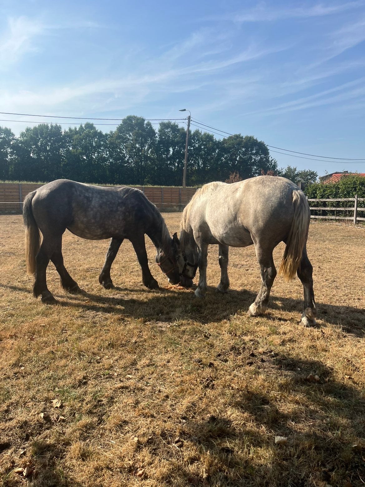 Trekpaard Percheron merries