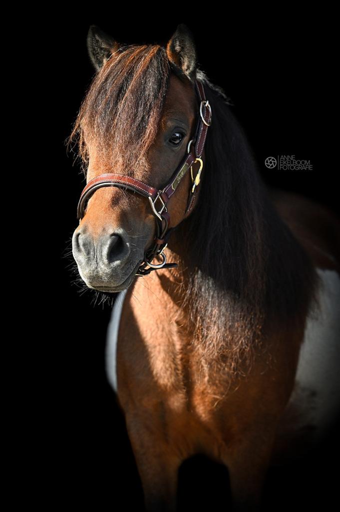 Shetlander merrie, Merrie
