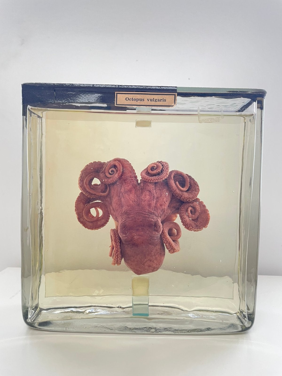 Sterkwaterpreparaat octopus, Ophalen, Gebruikt, Overige typen
