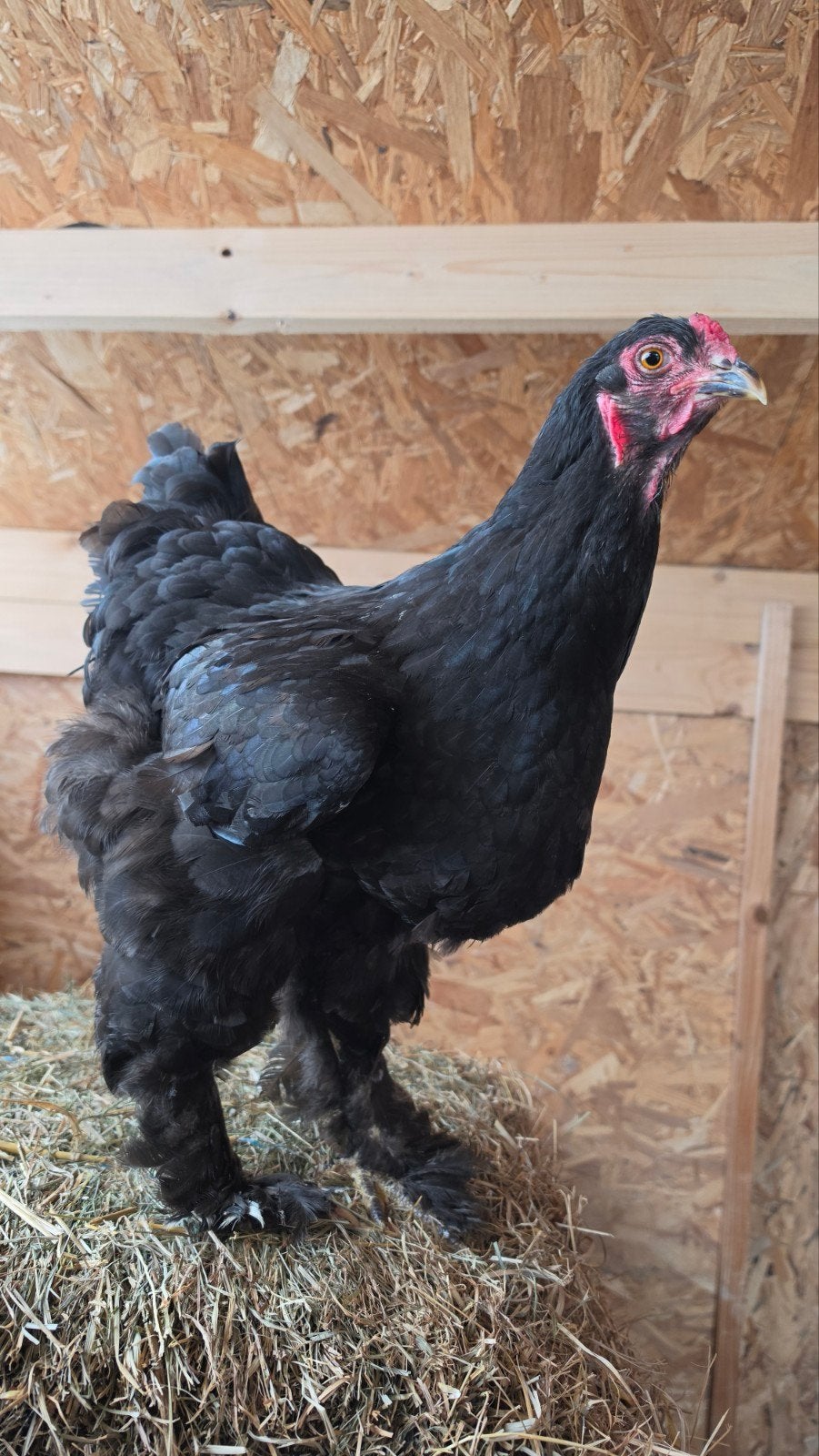 Raszuivere Brahma hen zwart – legt al – 40€, Dieren en Toebehoren, Pluimvee