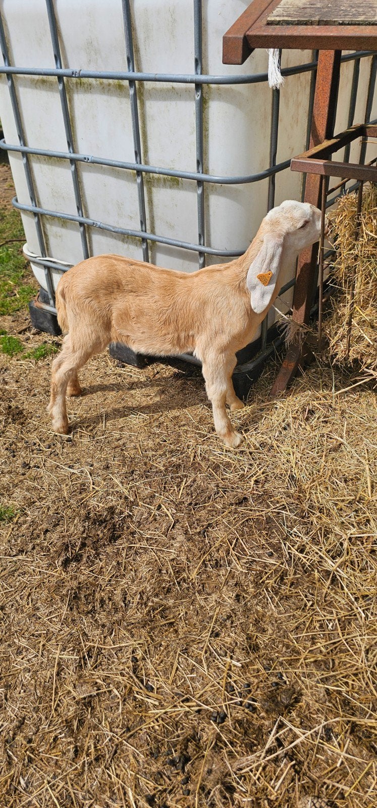 Nubische geiten bok, Dieren en Toebehoren