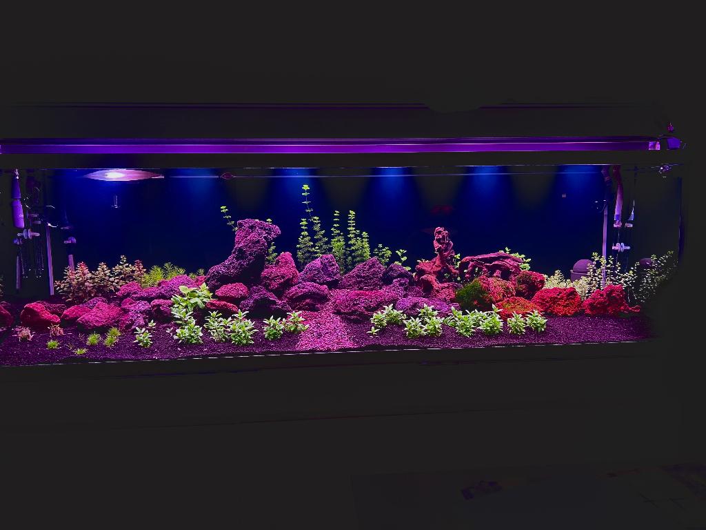 2 meter aquarium, Ophalen, Gebruikt, Overige merken, Gevuld zoetwateraquarium