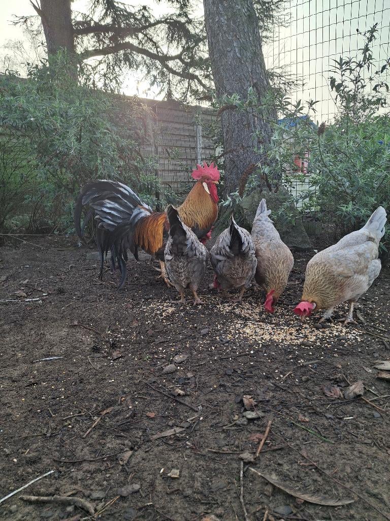 Verse broedeieren leghorn blauwpatrijs, Dieren en Toebehoren, Geslacht onbekend, Kip