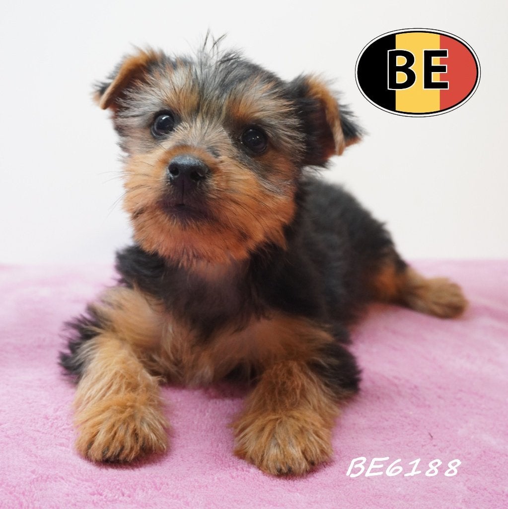 Yorkshire Terrier — Chiot pétillant à vendre, Commerçant, Yorkshire Terrier, Maladie de Carré (chiens), Chienne