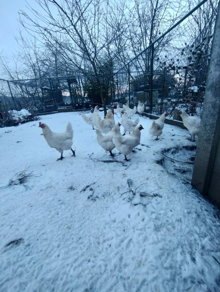Broedeieren poule de Bresse