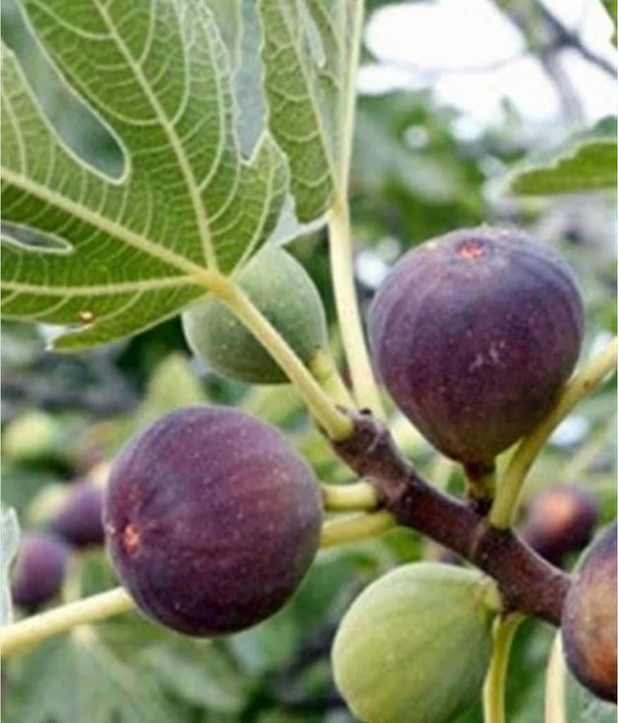 Vijgenboom Winterhard, Tuin en Terras, Planten | Fruitbomen, Ophalen, Vijgenboom