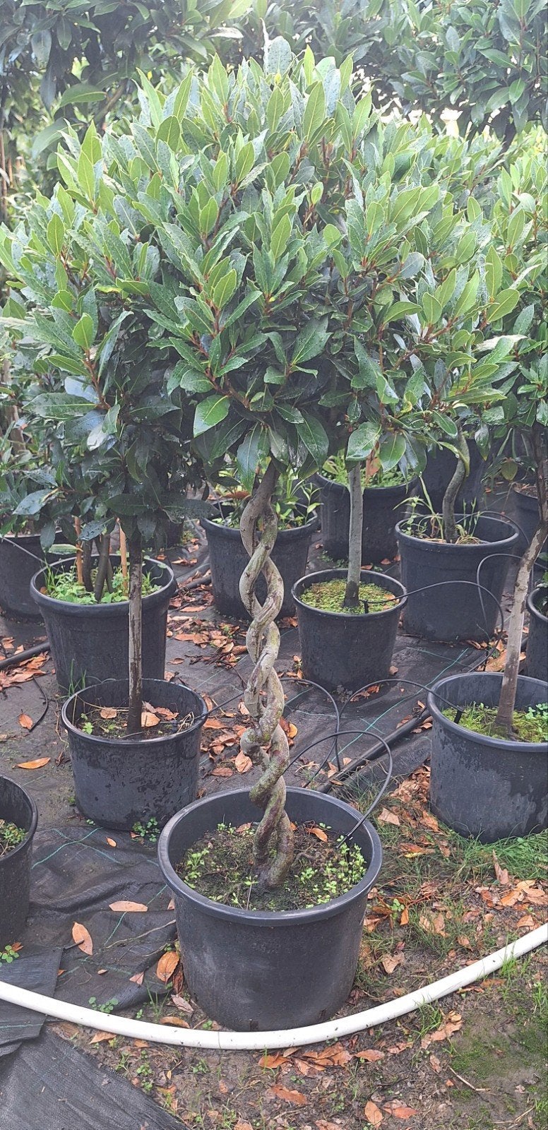 Laurus nobilis, dubbel gedraaide stam, Ophalen