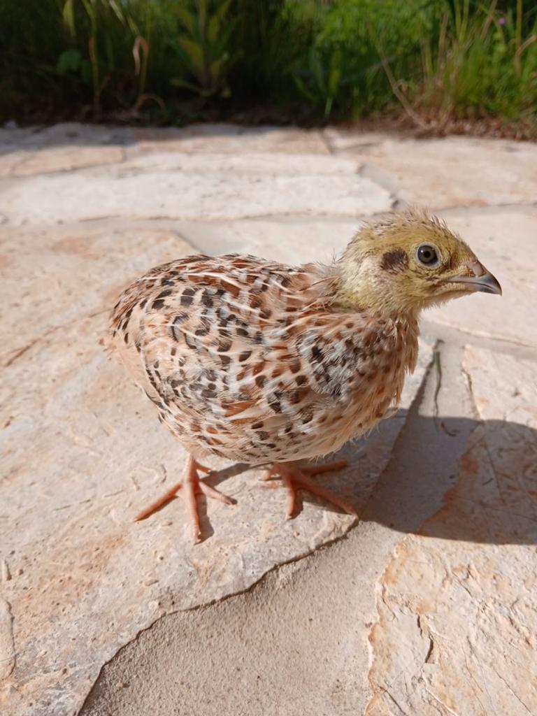 Japanse kwartels, Dieren en Toebehoren, Pluimvee