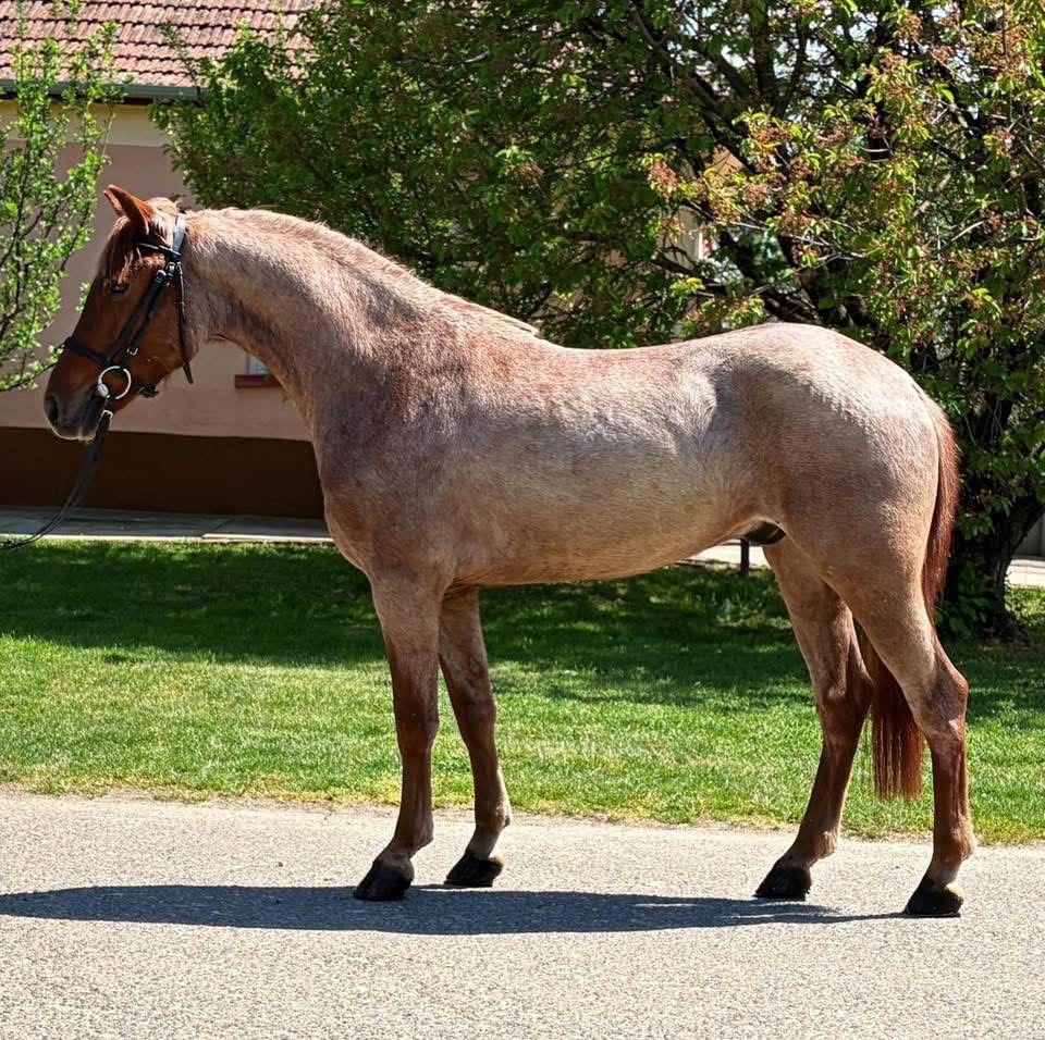 Bent u op zoek naar een brave pony of paard, Dieren en Toebehoren, Merrie, Recreatiepony, Gechipt
