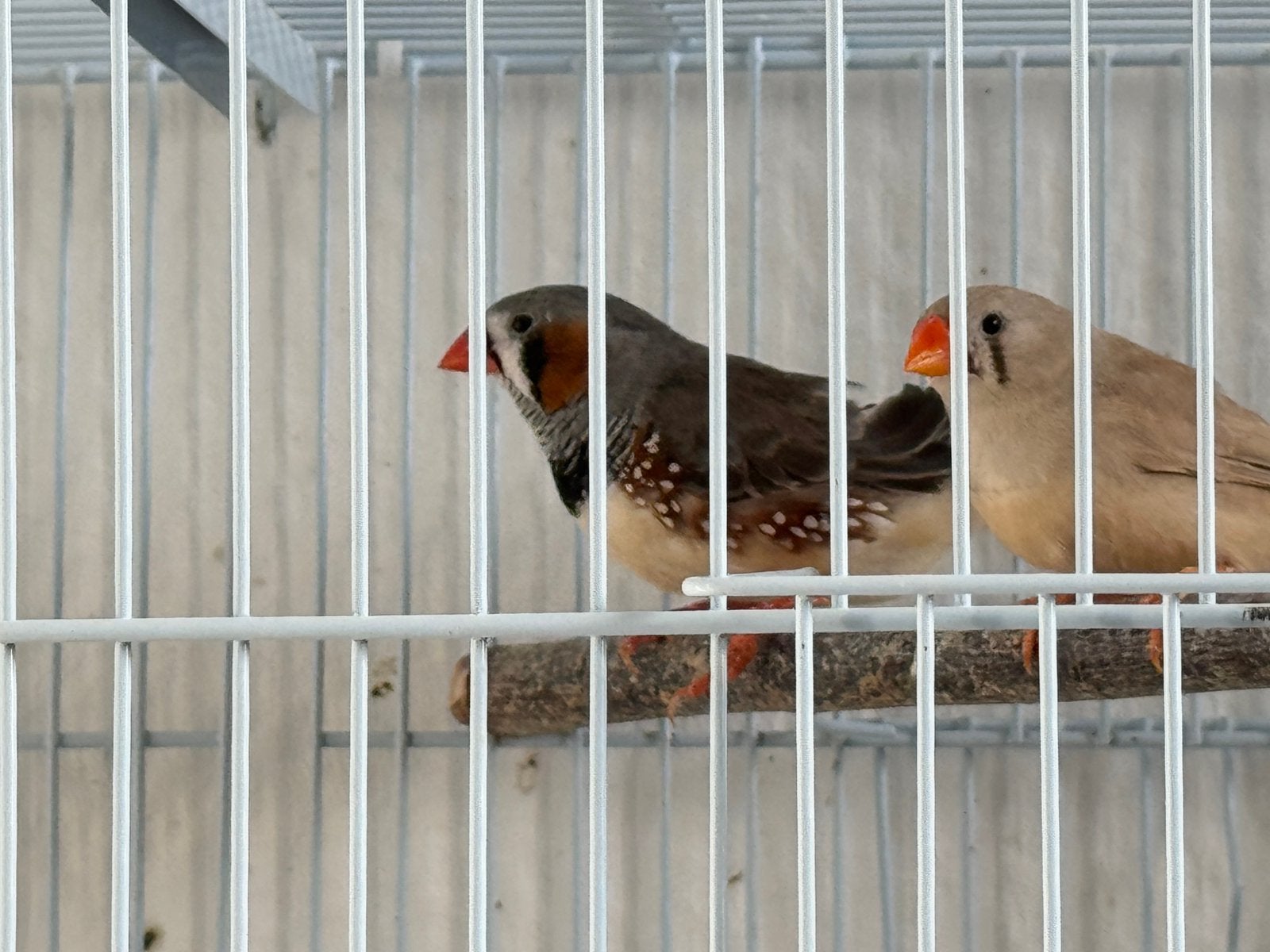 Mandarine a vendre, Animaux & Accessoires