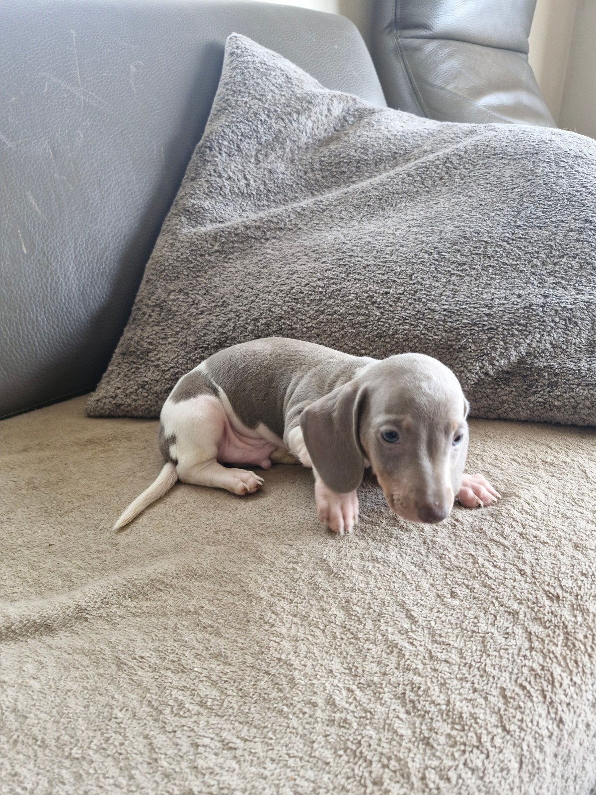 Chiots teckel, Animaux & Accessoires, Chiens | Teckels & Bassets, Plusieurs animaux, Poils courts, Éleveur | Loisir, Plusieurs