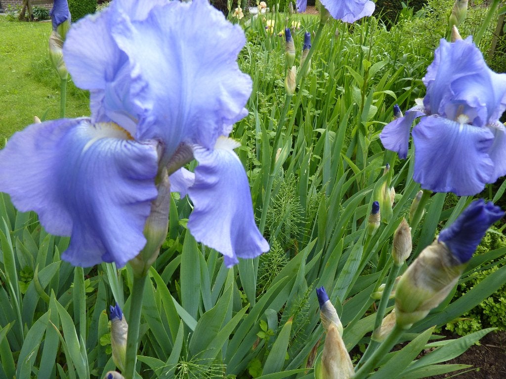 Iris germanica , baardiris, Jardin & Terrasse, Enlèvement, Printemps, Plante fixe, Plein soleil