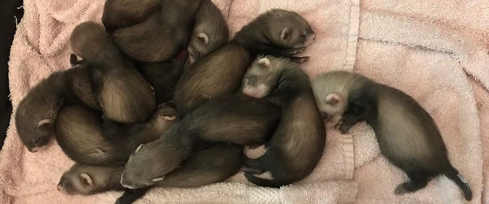 Gezocht:  2 fret pups, Dieren en Toebehoren, Ophalen of Verzenden, Fret