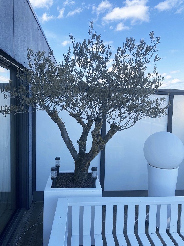olijfboom, Tuin en Terras, 100 tot 250 cm, Olijfboom, Zomer, Ophalen