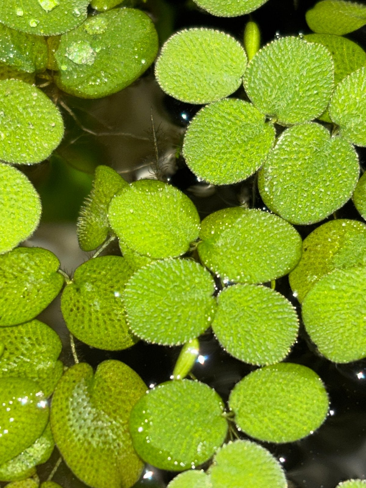 Salvinia natans. Drijfplantje., Dieren en Toebehoren, Ophalen, Nieuw