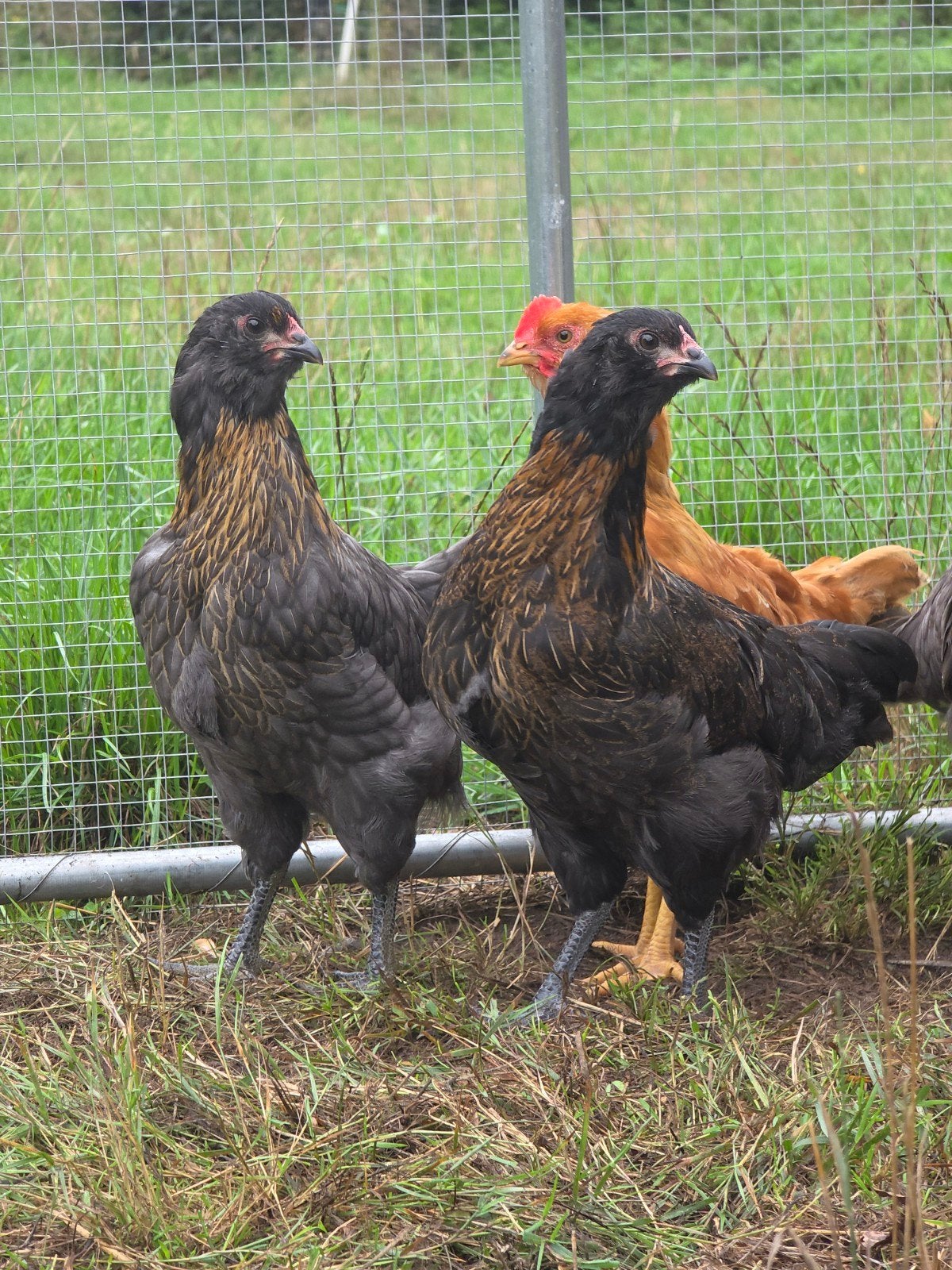Kuikens (bio) natuur 75% kleurlegger, Animaux & Accessoires
