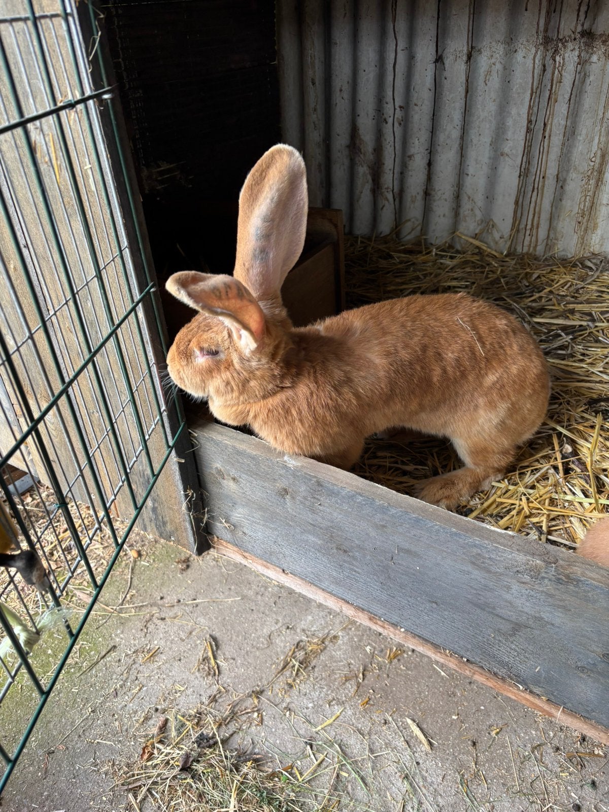 Zuiver gele reuzen . Jong en kweekkoppel, Dieren en Toebehoren, Konijnen
