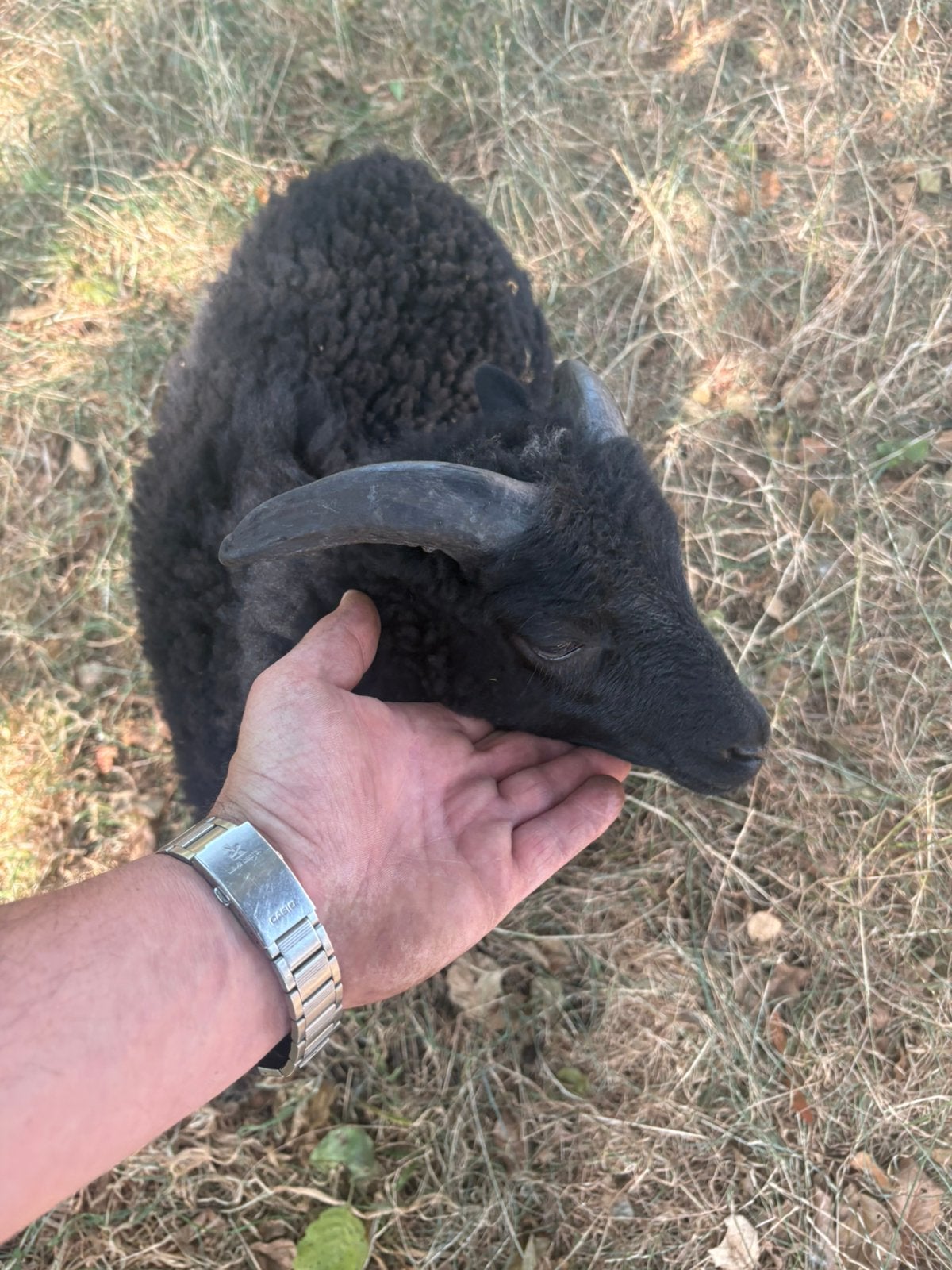Ouissant ram lammetje, Dieren en Toebehoren, Schapen, Geiten en Varkens