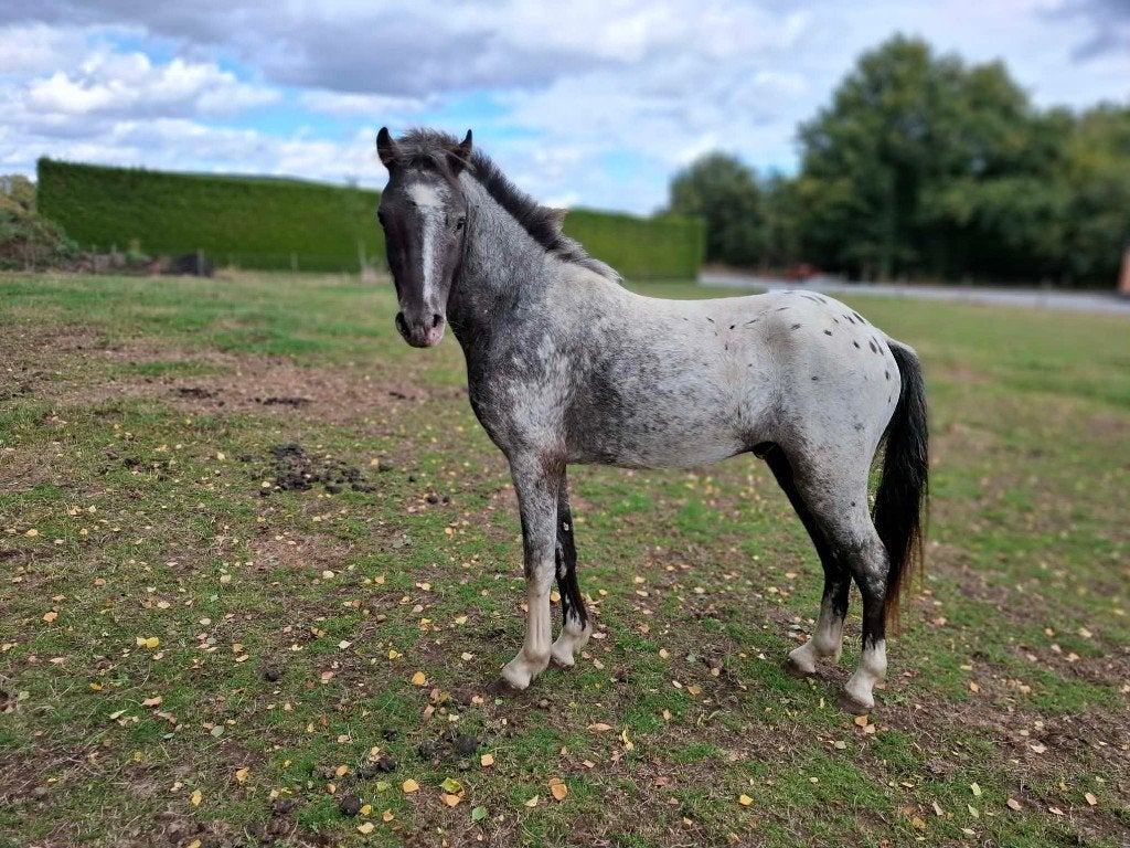 Apaloossa hengst, Étalon, Non dressé, Poney B (1.17 m à 1.27 m), Avec pedigree