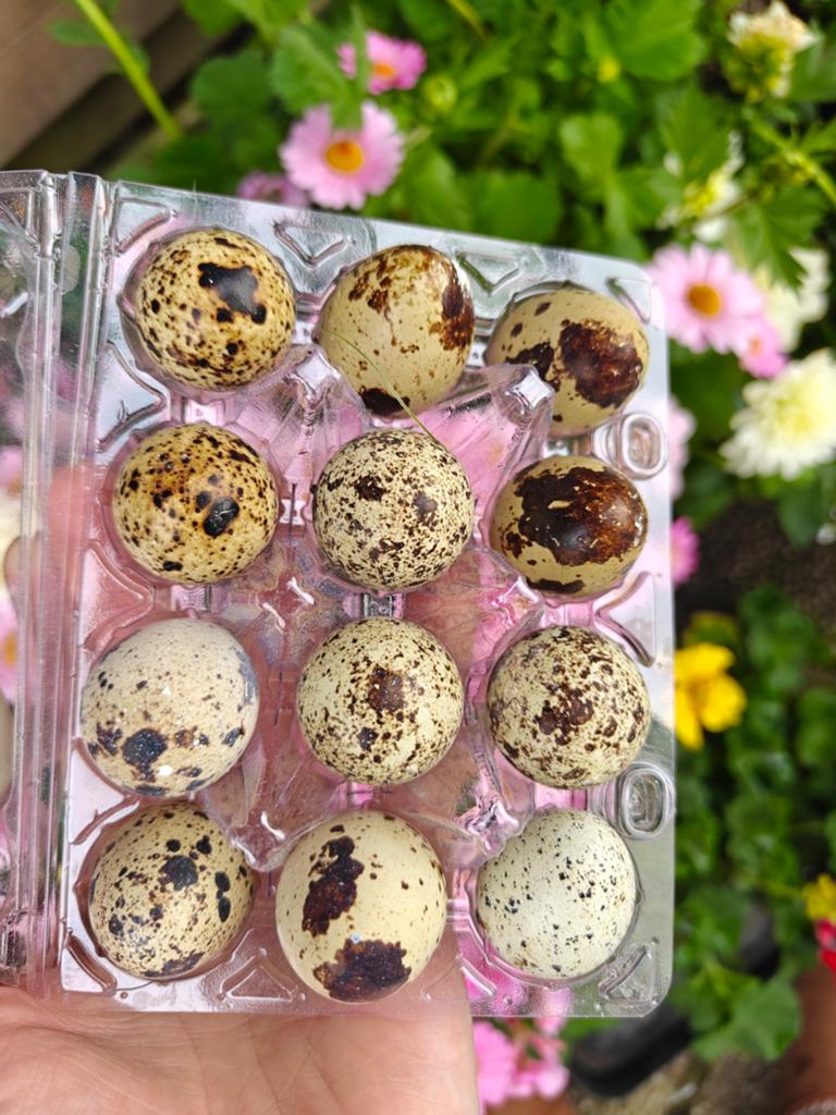 Kwarteleitjes, Tuin en Terras, Bloembollen en Zaden, Ophalen