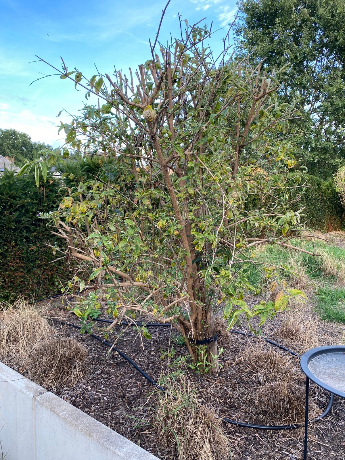 Planten zoeken een tweede kans – gratis af te halen, Tuin en Terras, Ophalen