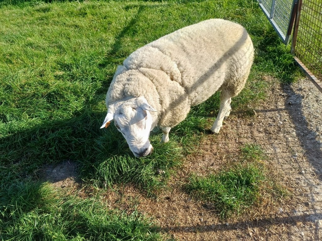 Franse Texel ram, Dieren en Toebehoren, Mannelijk, Schaap, 3 tot 5 jaar