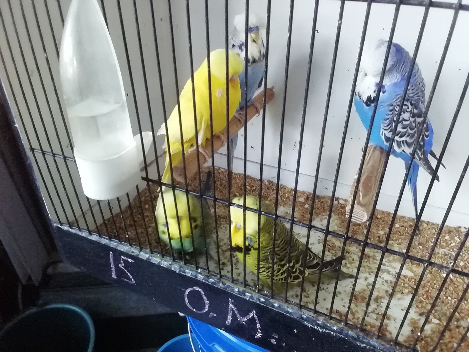 Engelse overjarige grasparkieten, Animaux & Accessoires, Oiseaux | Canaris
