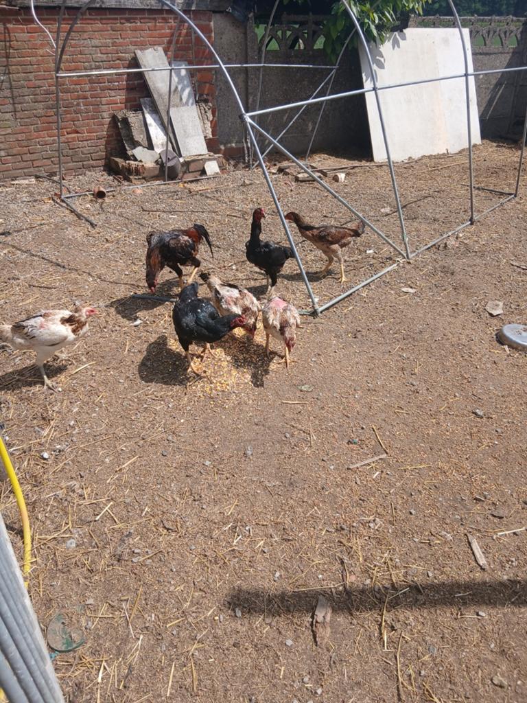 Poulets Shamo