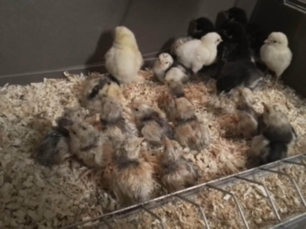kuikens, Dieren en Toebehoren, Pluimvee, Kip